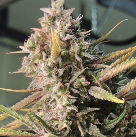 TURKISH DELIGHT ♀ CANNABIS SEEDS - Dr Greenthumb Cannabis Seeds Canada