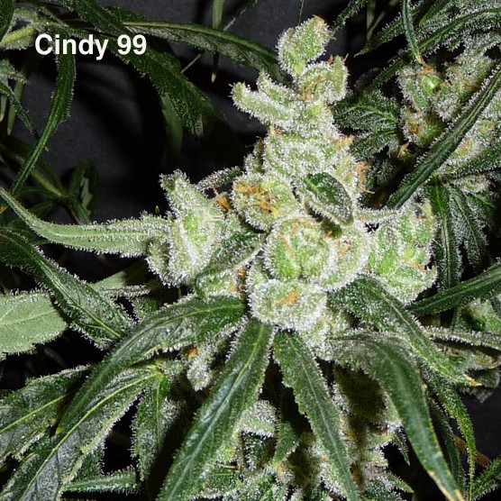 Cindy 99 flower