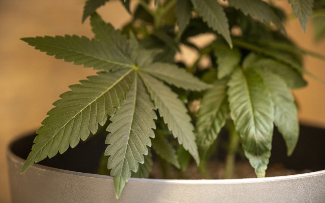 Premium Evolution of Best Canadian Cannabis Seed Breeders in Canada